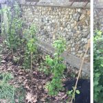 Grafted trees and shrubs