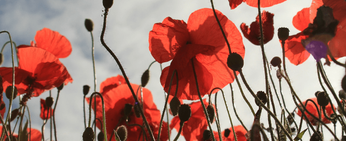 You are currently viewing November Newsletter